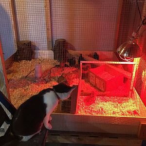 Shug investigates 4&5 weeks