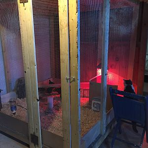 New Temp Coop 4&5 Weeks