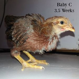 Baby C 3.5 weeks