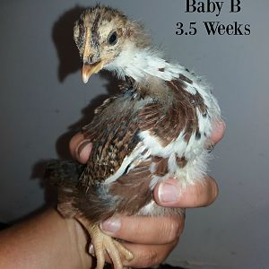 Baby B 3.5 weeks
