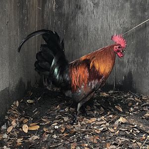 Brown Red Gamecock
