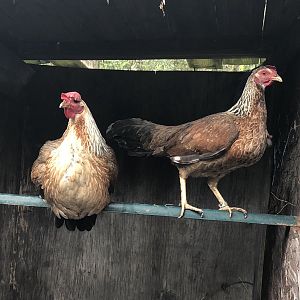 Grey game hens