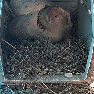 Broody hen