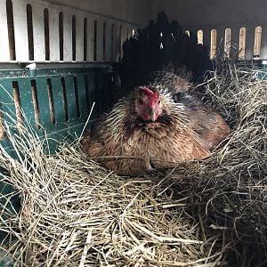 Broody hen