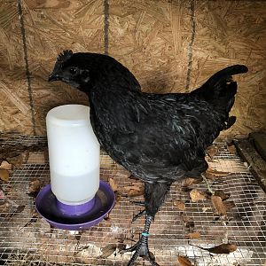 Ayam Cemani