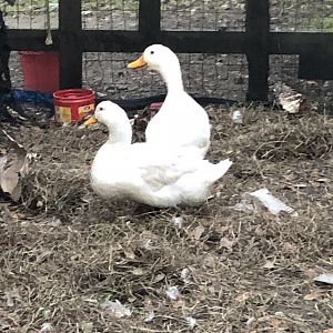 Pekin ducks