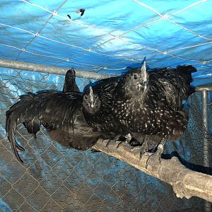 Ayam Cemani