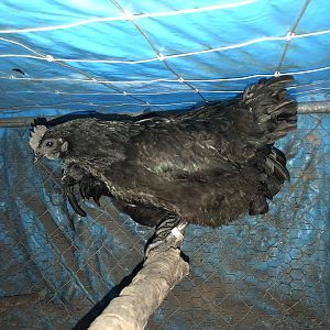 Ayam Cemani