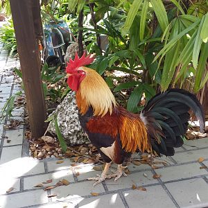 Florida