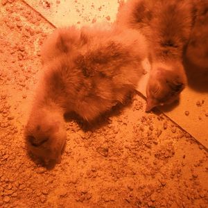 20180419_201718_Film2