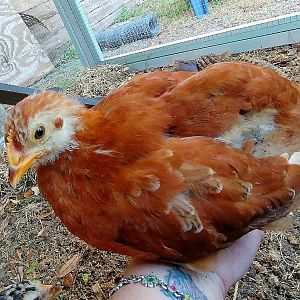 Blossom still kind of fits on my hand