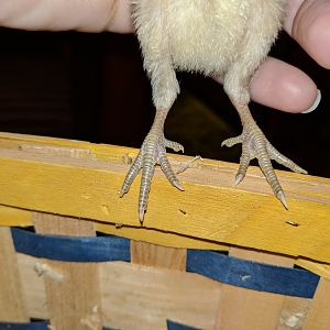 Bantam feet