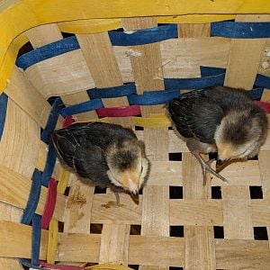 Two Bantam Chicks