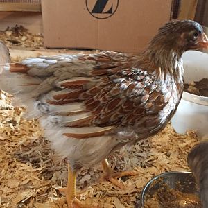 BLRW, BigChick, 6 weeks