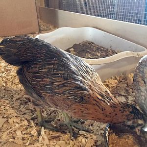 Not Ameraucana—EE, 5 weeks