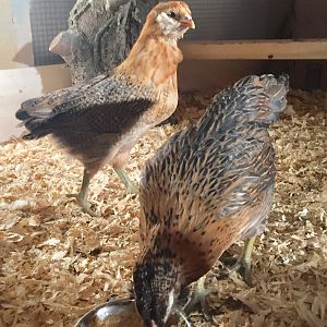 Not Ameraucana—EEs, 5 weeks