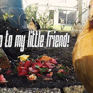 GoPro: Say Hello To Our Little Friends (Meet Our Chickens) - YouTube