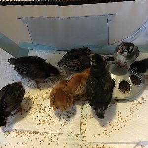 First feed