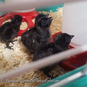 Happy in the Brooder