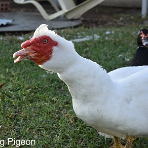 Mammoth the Muscovy