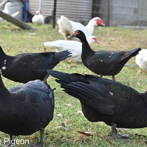 Black Muscovy Ducks