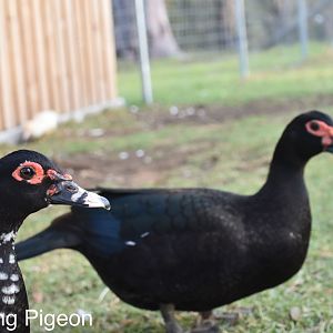 Black Muscovy ducks