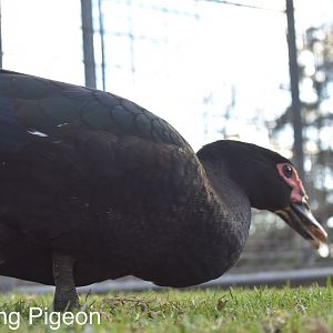 Black Muscovy duck