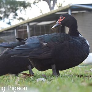Black Muscovy Ducks