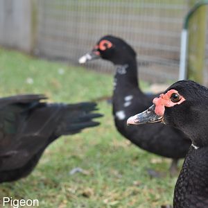Black Muscovy ducks