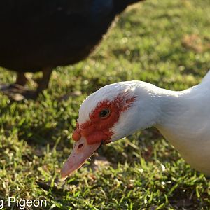 White scovy-duck
