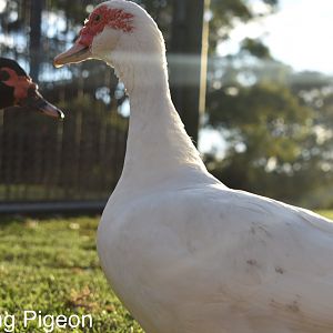 White Muscovy duck