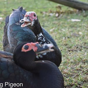 Black muscovy ducks