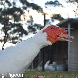 Mammoth the Muscovy