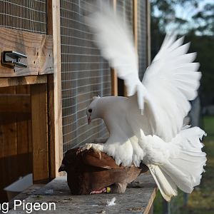 Pigeons mating