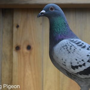 Blue checker Cock bird