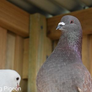 Red Cock bird