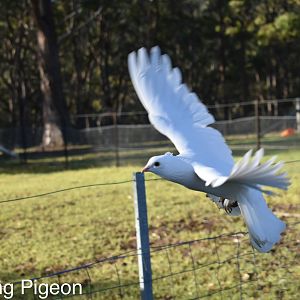 White Pigeon in flight