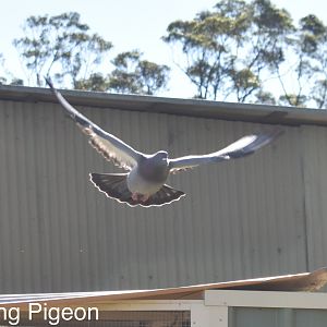 Blue checker male in Flight