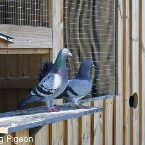 Pigeon couple