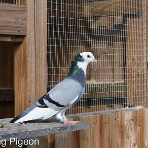 Serbian Highflyer Hen