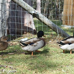 Mallards