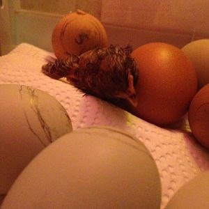 31880580_2158767820806711_4207132255564333056_n[1]