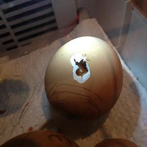 31880806_2159401300743363_4229149202816434176_n[1]