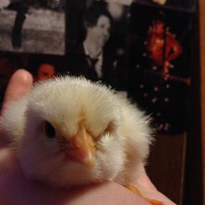 31913603_2160700860613407_4377618340974166016_n[1]