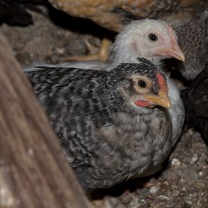 Rose_comb_legbar_chicks_X5056373_05-05-2018-001