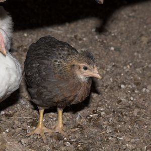 Rose_comb_legbar_chicks_X5056375_05-05-2018-001
