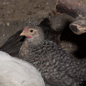 Rose_comb_legbar_chicks_X5056377_05-05-2018-001