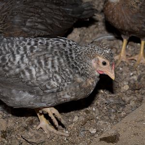 Rose_comb_legbar_chicks_X5056380_05-05-2018-001