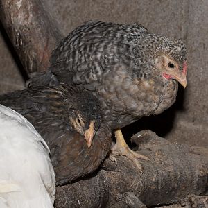 Rose_comb_legbar_chicks_X5056382_05-05-2018-001
