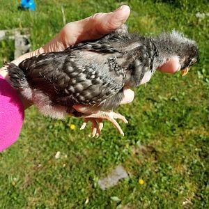 Breed? Sex?